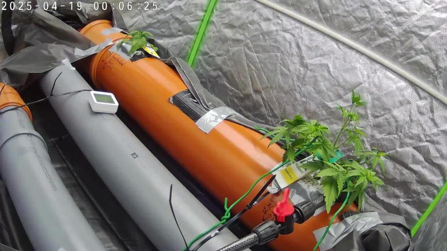 NFT Red Gorilla Girl XL Auto