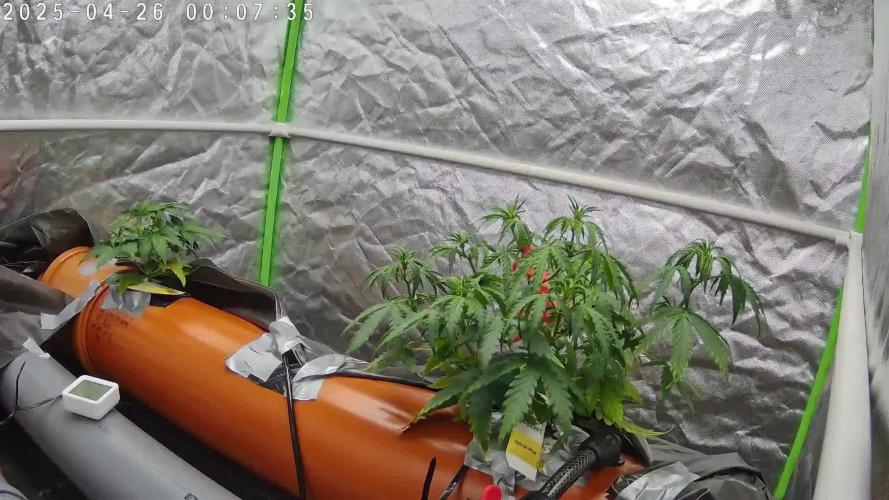 NFT Red Gorilla Girl XL Auto