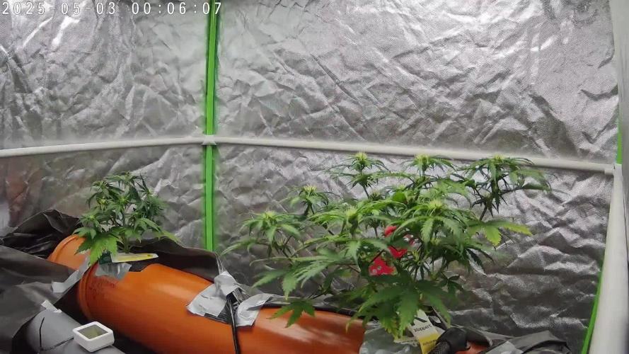 NFT Red Gorilla Girl XL Auto