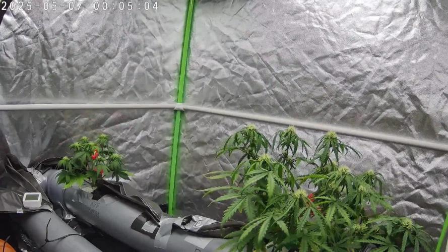 NFT Permanent Jealousy XL Auto