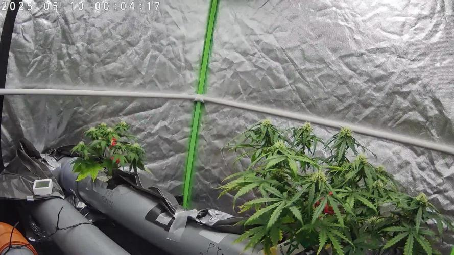 NFT Red Gorilla Girl XL Auto