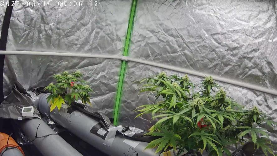 NFT Permanent Jealousy XL Auto