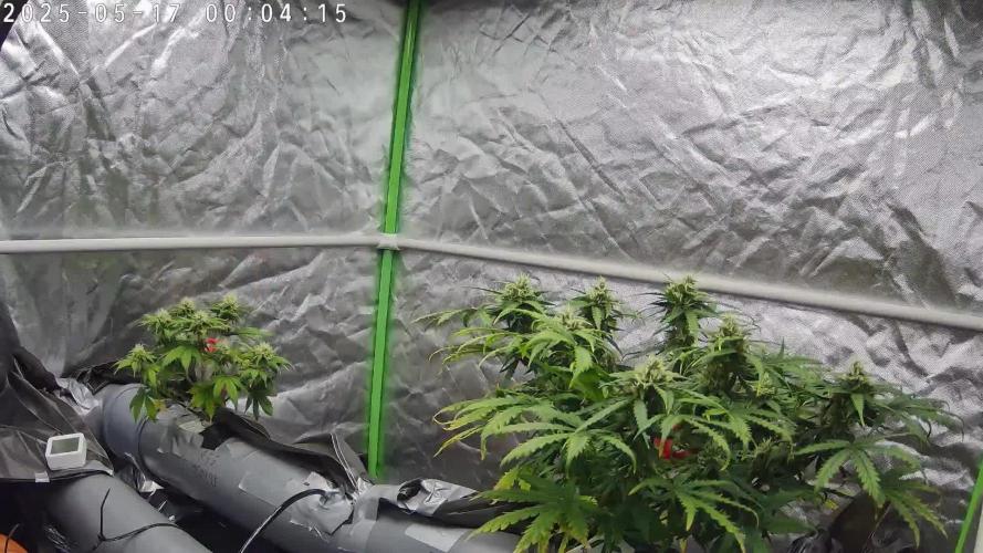 NFT Red Gorilla Girl XL Auto