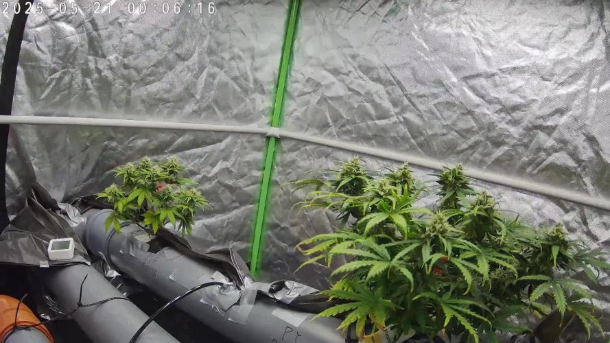 NFT Permanent Jealousy XL Auto