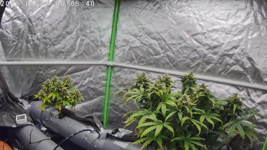 NFT Red Gorilla Girl XL Auto