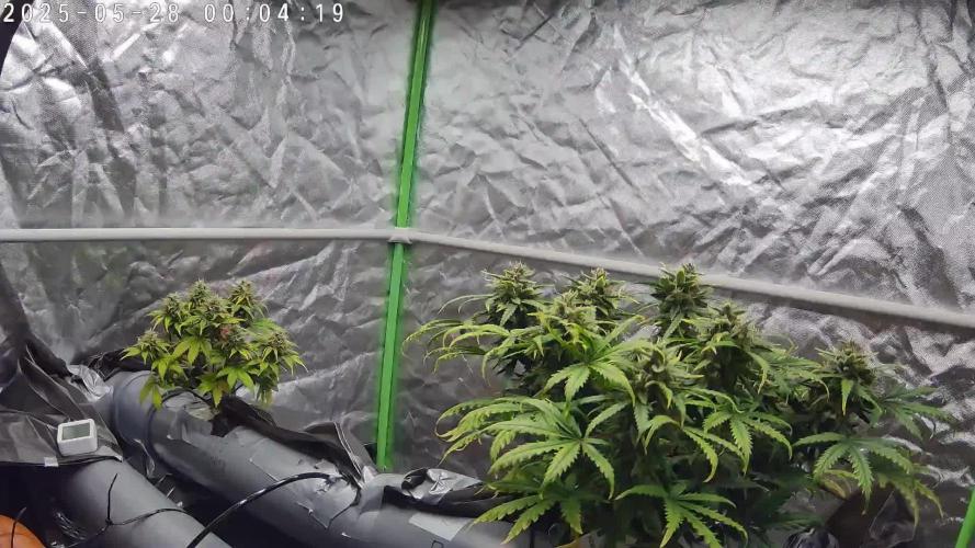 NFT Permanent Jealousy XL Auto