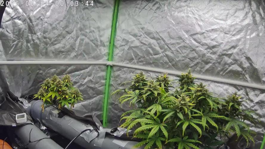 NFT Permanent Jealousy XL Auto