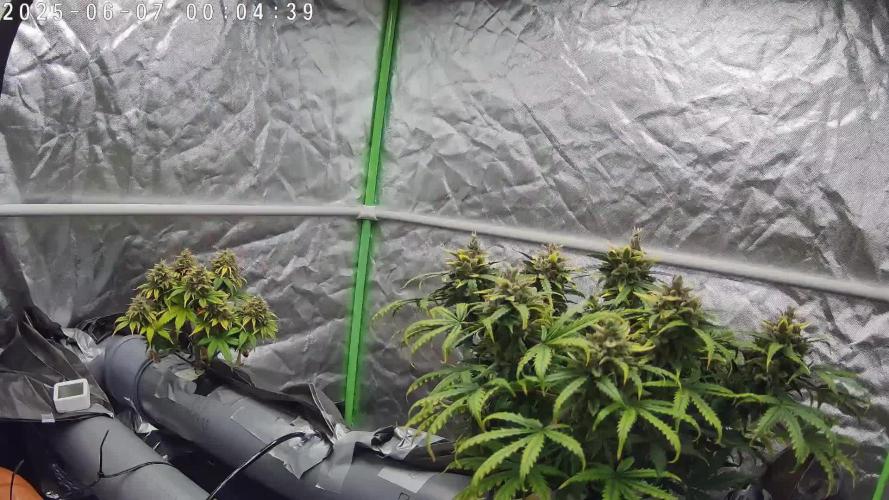 NFT Red Gorilla Girl XL Auto