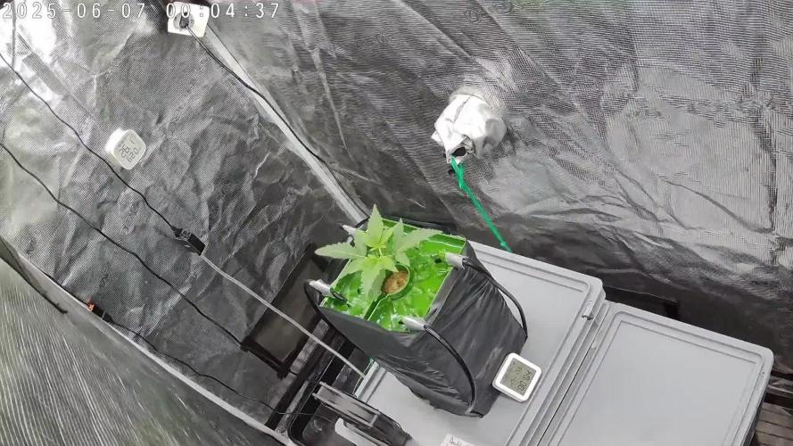 Single Double Grape recirculating