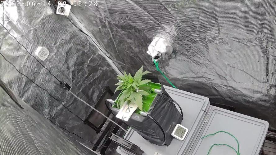 Single Double Grape recirculating