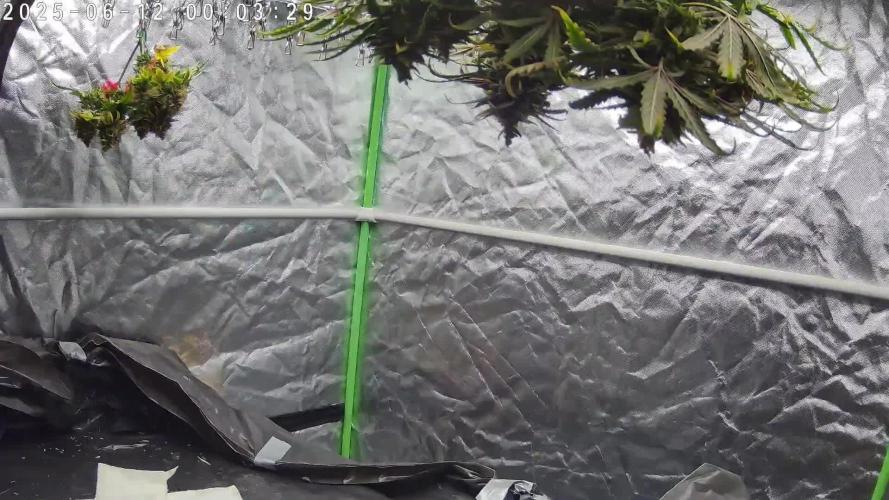 NFT Red Gorilla Girl XL Auto