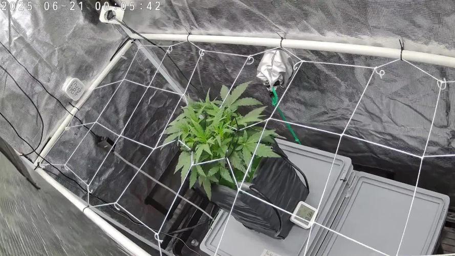 Single Double Grape recirculating