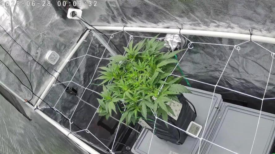 Single Double Grape recirculating