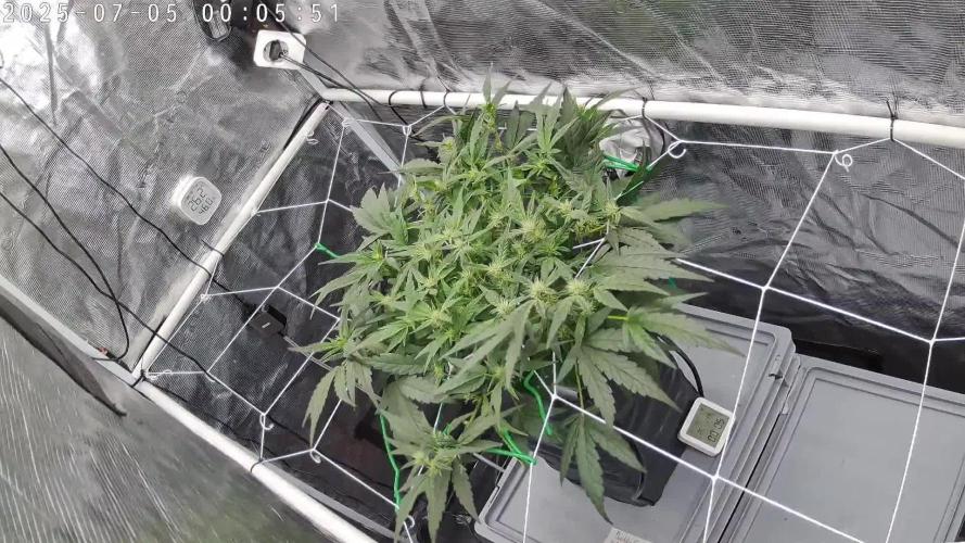 Single Double Grape recirculating