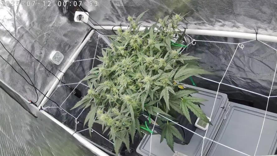 Single Double Grape recirculating