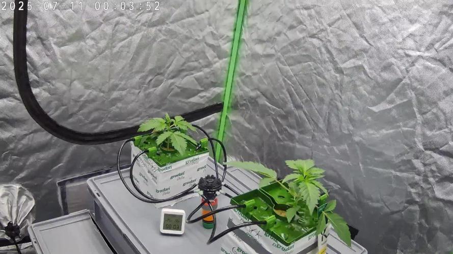 Cross Run Forum Stomper x GWK x HBSS