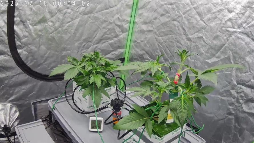 Cross Run Forum Stomper x GWK x HBSS