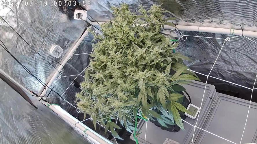 Single Double Grape recirculating