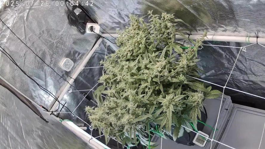 Single Double Grape recirculating