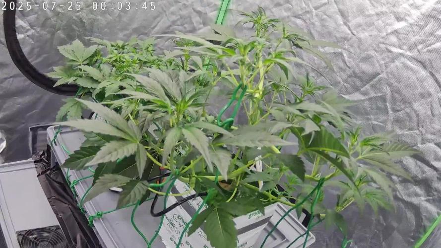 Cross Run Forum Stomper x GWK x HBSS