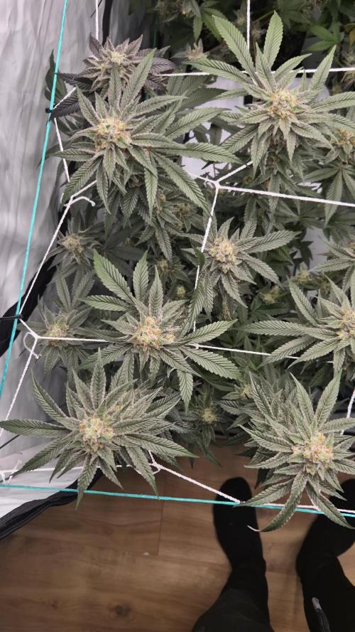 Blue Zushi & Blueberry Cupcake (Dutchpassion&HSC)