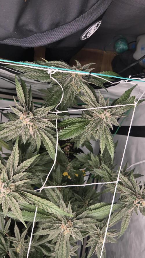 Blue Zushi & Blueberry Cupcake (Dutchpassion&HSC)