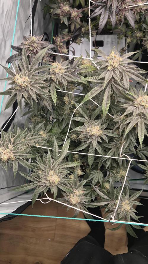 Blue Zushi & Blueberry Cupcake (Dutchpassion&HSC)