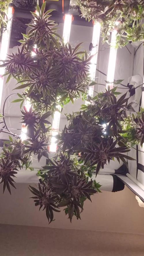 Blue Zushi & Blueberry Cupcake (Dutchpassion&HSC)