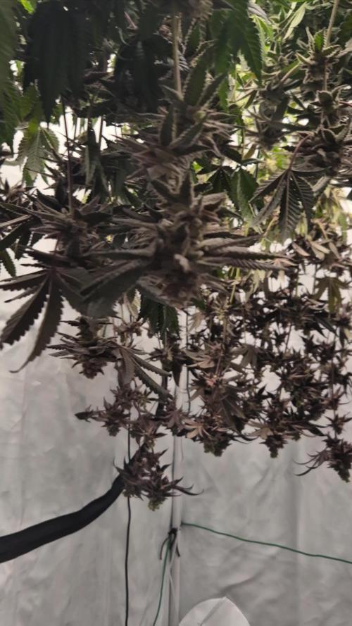 Blue Zushi & Blueberry Cupcake (Dutchpassion&HSC)