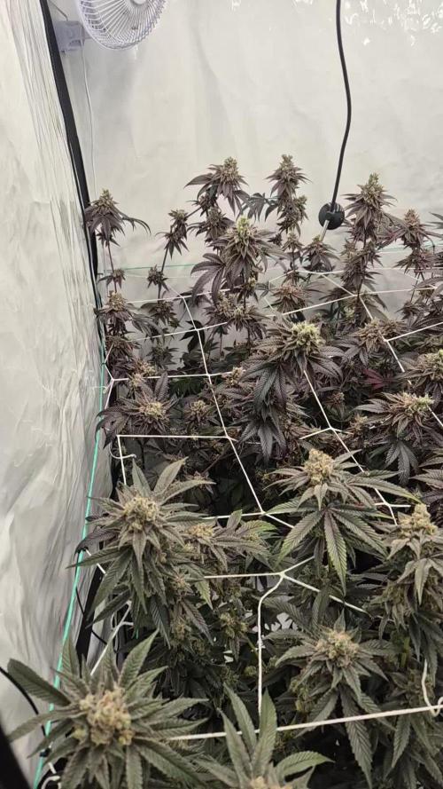 Blue Zushi & Blueberry Cupcake (Dutchpassion&HSC)