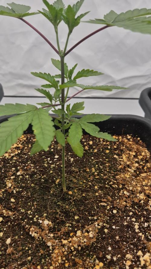 Multi grow