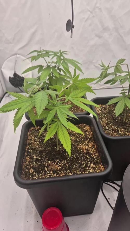Multi grow
