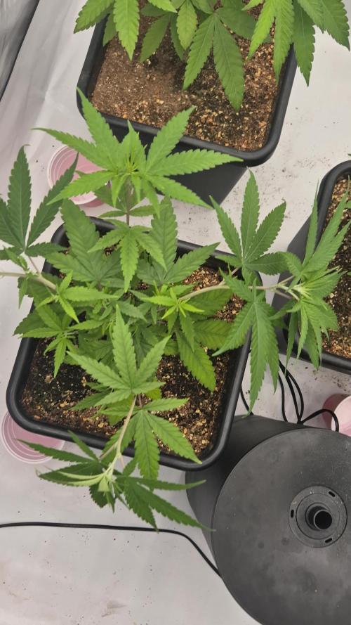 Multi grow