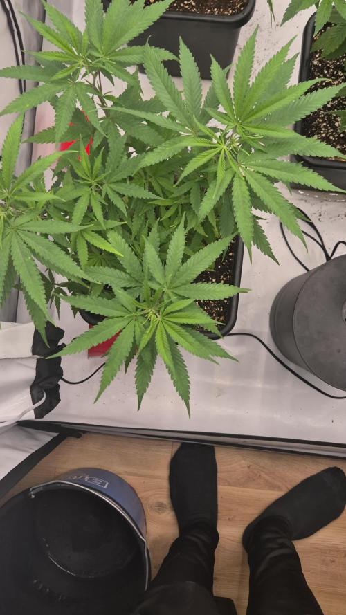 Multi grow