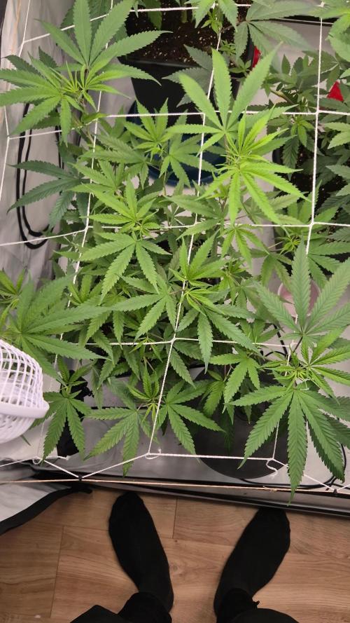 Multi grow