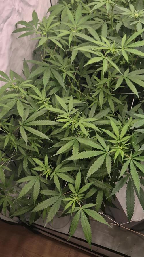 Multi grow