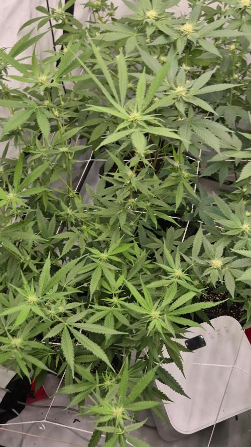 Multi grow