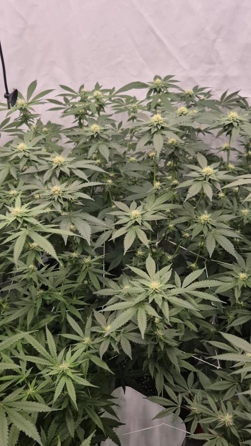 Multi grow