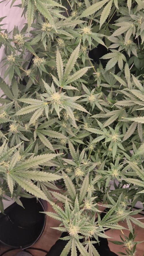 Multi grow