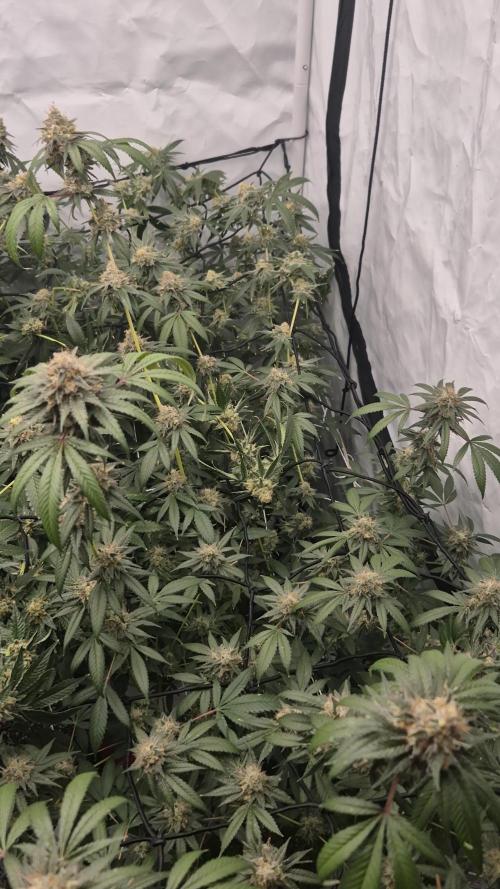 Multi grow