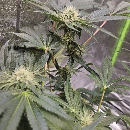 Barneys Wedding Cake!. Week 4