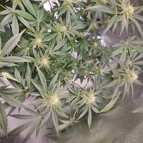 Barneys Wedding Cake!. Week 4
