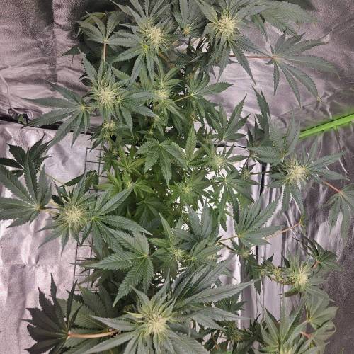 Barneys Wedding Cake!. Week 4