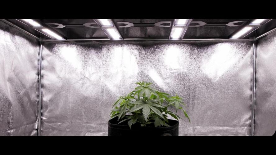 Cherry Pie - Farm #18