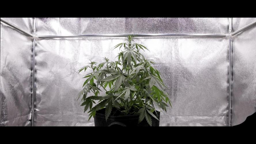 Cherry Pie - Farm #18