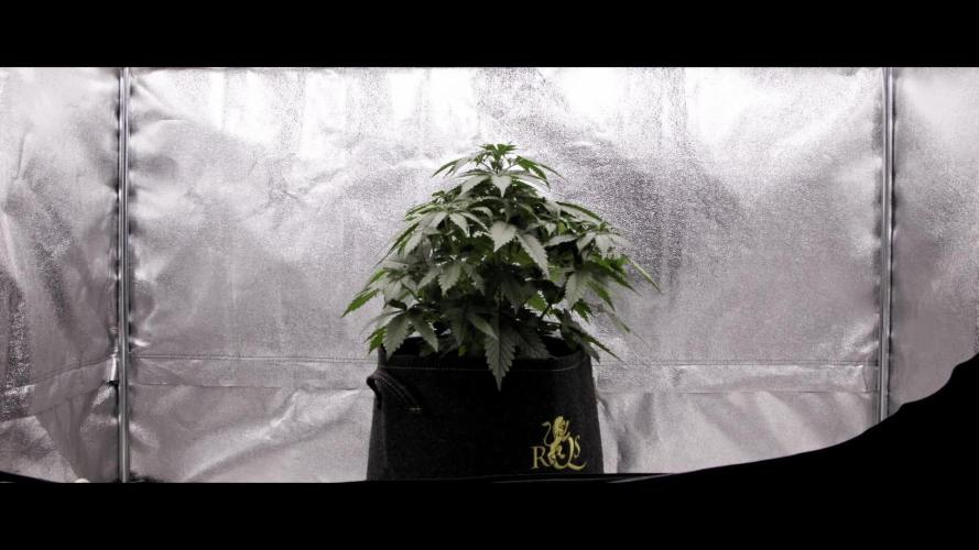 White Widow - Farm #18