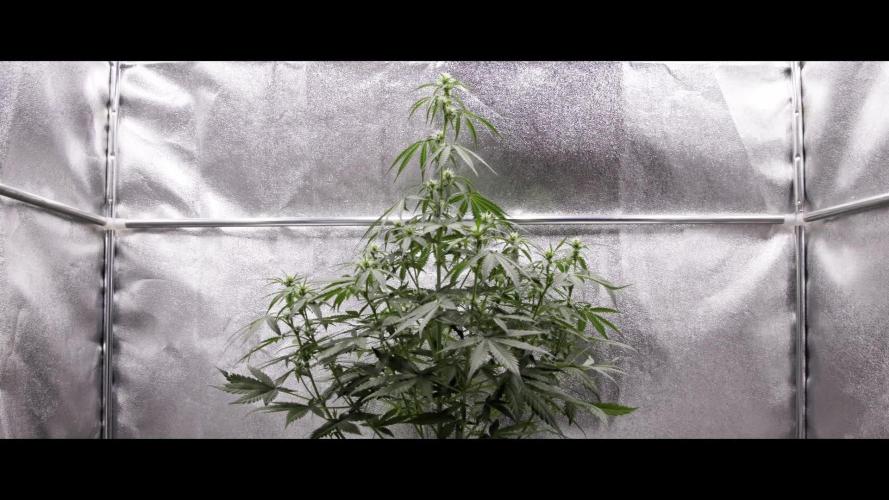 Cherry Pie - Farm #18