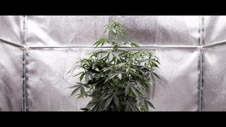 White Widow - Farm #18