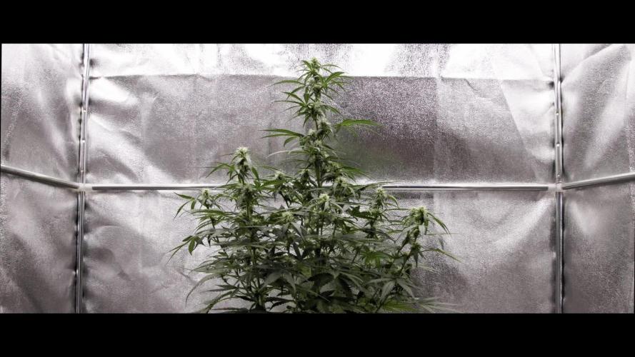 Cherry Pie - Farm #18