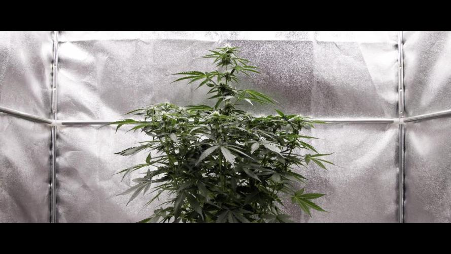 White Widow - Farm #18